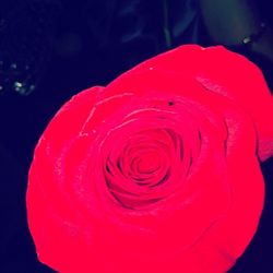 Close-up of red rose over black background