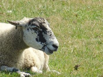 View of a sheep on field