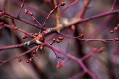 Close-up of berries growing on tree