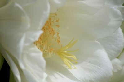 Close-up of white flower
