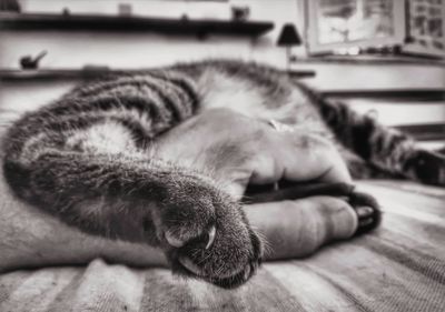 Close-up of cat sleeping