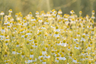 Close-up of yellow flowering plants on field