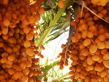 Low angle view of fruits