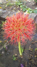 Close-up of red flowers