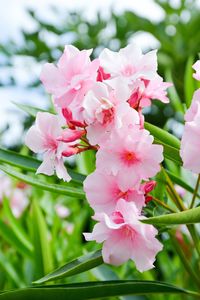 Close-up of pink flowers blooming on tree