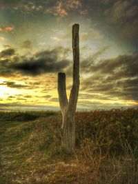 Cactus on wooden post on field against sky during sunset