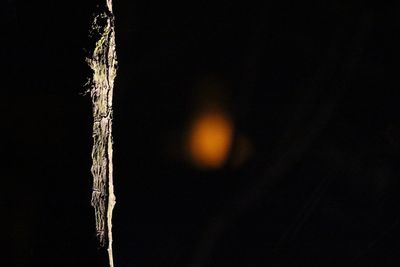 Close-up of icicles on plant against sky at night