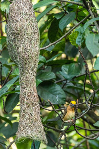 Bird perching on a tree