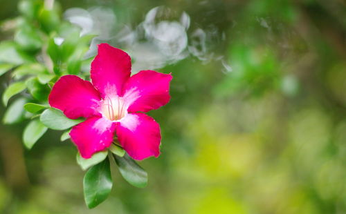 Close-up of pink flowering plant