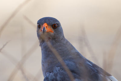 Close-up of a bird