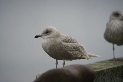 Close-up of seagull perching on pole against sky