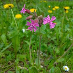 Close-up of pink flowering plant on field