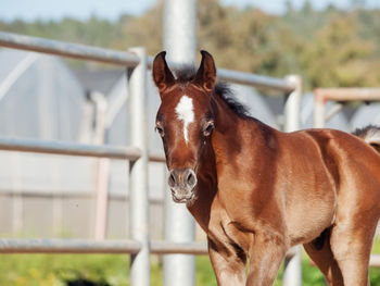 Close-up of horse standing on railing