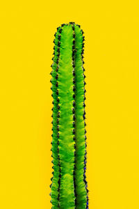 Green cactus on a yellow background. minimal art gallery