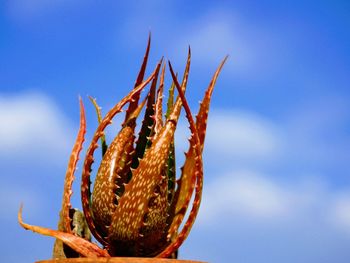 Close-up of succulent plant against blue sky