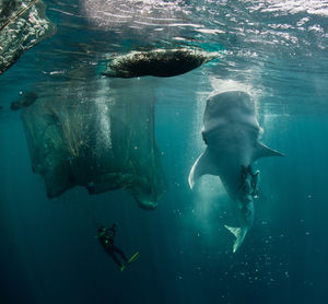 Person swimming by whale shark in sea