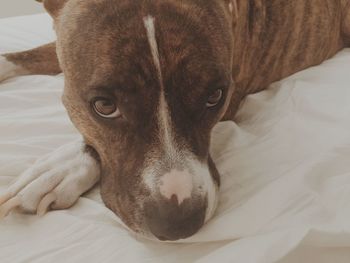 Close-up portrait of dog relaxing on bed