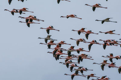 Low angle view of birds flying