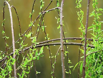 Close-up of fresh green leaves on branch