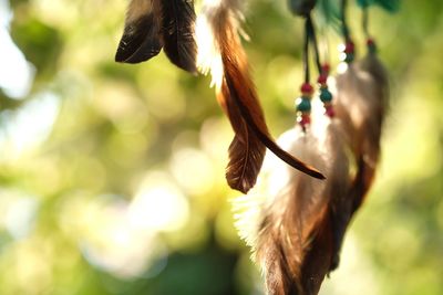 Close-up of feather hanging on tree