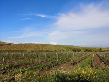 Scenic view of vineyard against sky