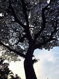 Low angle view of silhouette tree against sky