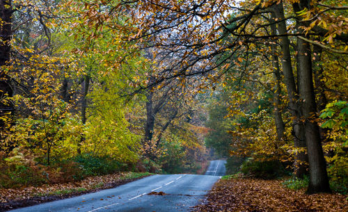 Country road along trees