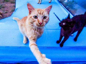 Close-up of ginger cat sitting