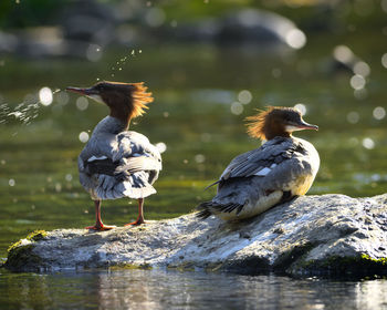 Birds perching on a lake