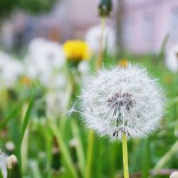 Close-up of dandelion flower