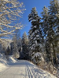 Snow covered road amidst trees in forest