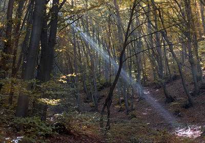 Sunlight streaming through trees in forest