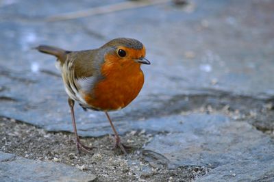 Close-up of bird perching on road