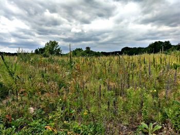 Scenic view of field against sky