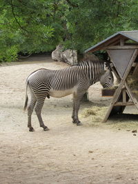 View of a horse in zoo