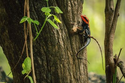 Close-up of bird perching on tree trunk