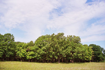 Trees growing on field against sky