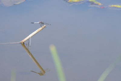 Close-up of lizard against sky