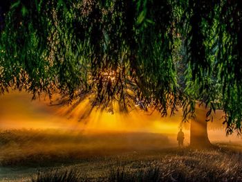 Trees in forest