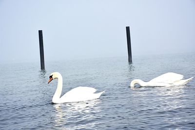 Swan swimming in lake