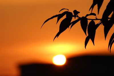 Close-up of leaf against sky at sunset