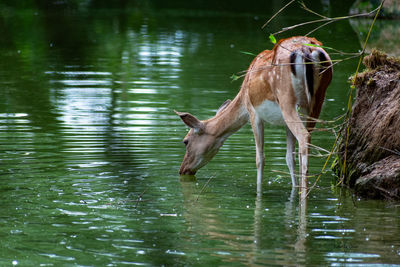 View of deer drinking water in lake