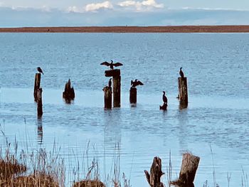 View of birds on wooden post in sea