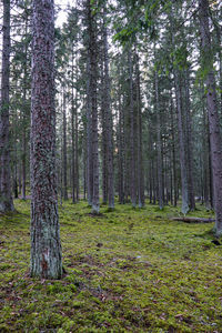 Trees in forest