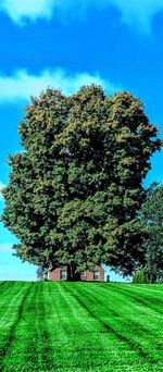 Trees on field against sky