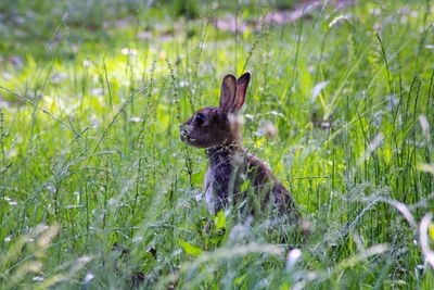 View of a rabbit on field in the long grass 