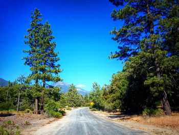 Empty road along trees