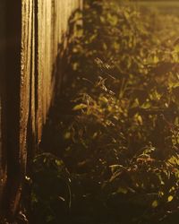 Close-up of fresh plants in field