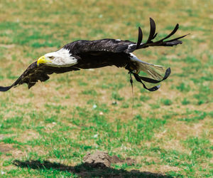 Side view of eagle against blurred background