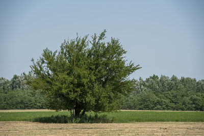 Trees on field against clear sky